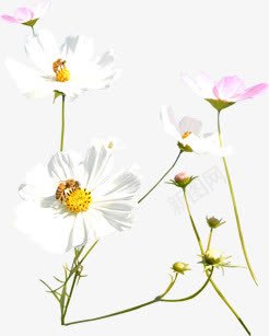 唯美白色花朵植物png免抠素材_88icon https://88icon.com 植物 白色 花朵