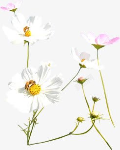 唯美白色花朵植物素材