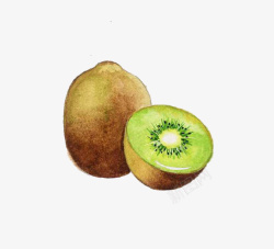 手绘猕猴桃素材