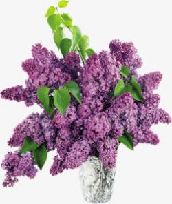 绿叶紫色花束素材