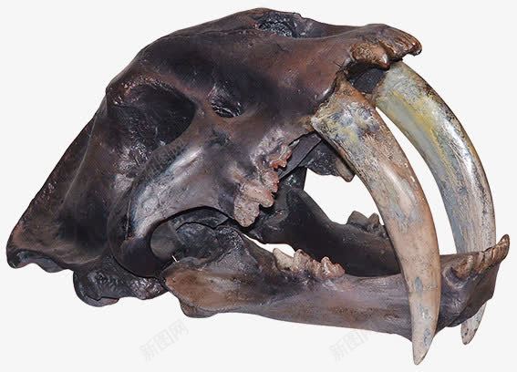 动物骨胳png免抠素材_88icon https://88icon.com 动物 恐龙 牙齿 食肉 骨胳