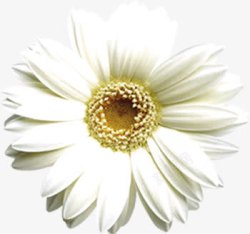 白色唯美完整花朵素材