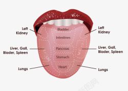 人体舌头穴位图素材