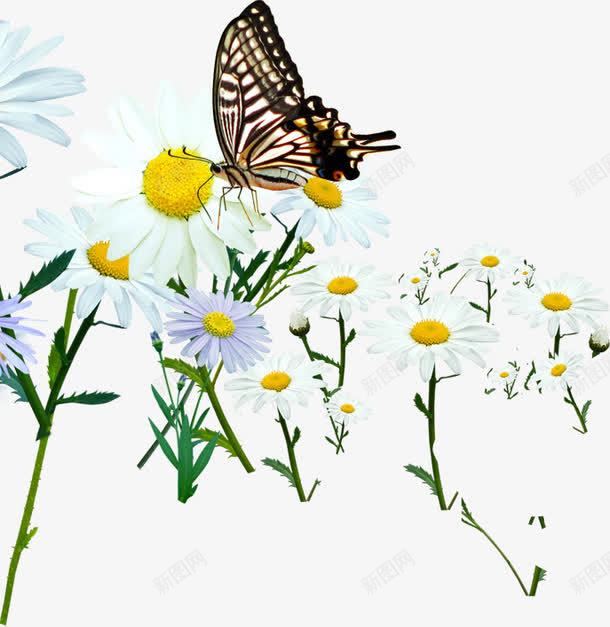 白色唯美夏日花朵png免抠素材_88icon https://88icon.com 夏日 白色 花朵