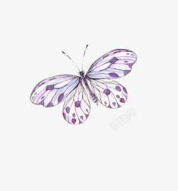 紫的蝴蝶素材