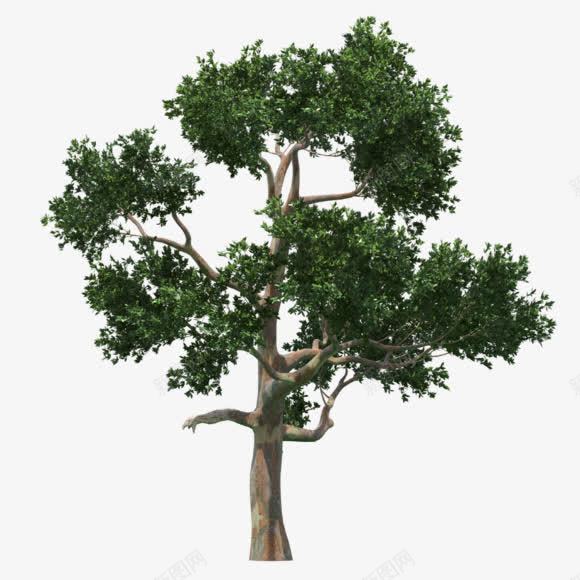 树木绿色树木植树节装饰png免抠素材_88icon https://88icon.com 树木 植树节 绿色 装饰