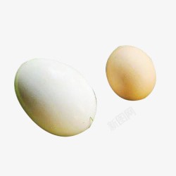 大鹅蛋小鸡蛋素材