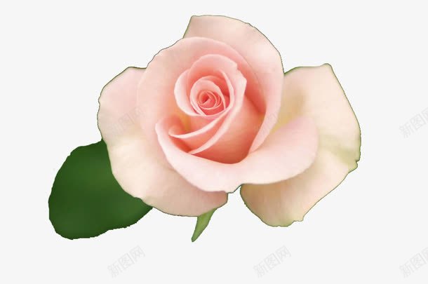 粉色的玫瑰花png免抠素材_88icon https://88icon.com 一朵花 玫瑰花 粉色花 花朵