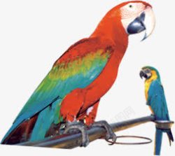 彩色可爱炫彩鹦鹉鸟儿素材