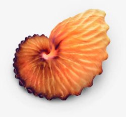 橙色古老海螺七夕情人节素材