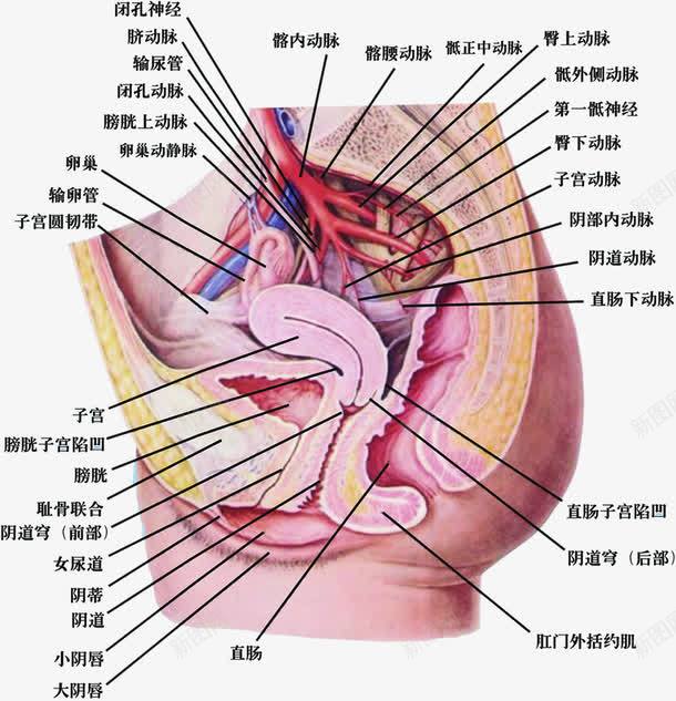 人体侧面解刨图医疗png免抠素材_88icon https://88icon.com 人体 侧面 医疗