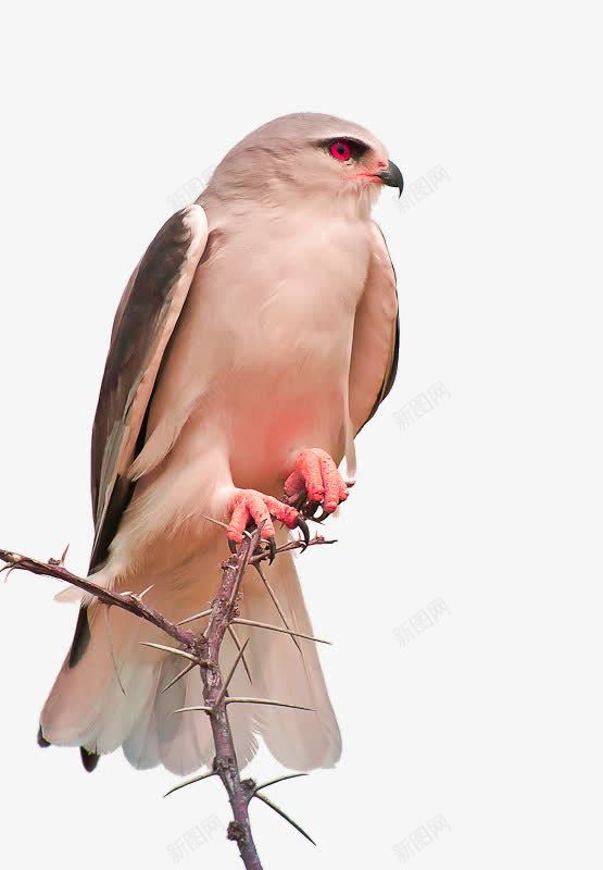 褐色大气雄鹰装饰图案png免抠素材_88icon https://88icon.com 免抠PNG 大气 装饰图案 褐色 雄鹰