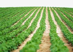 承包的土地素材