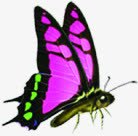 紫色飞舞手绘蝴蝶素材