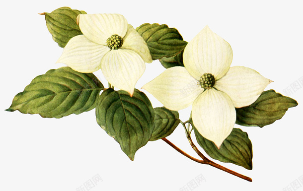 绿叶上的小白花png免抠素材_88icon https://88icon.com 叶子 植物 植物装饰 白色花朵 绿叶 绿植 花朵