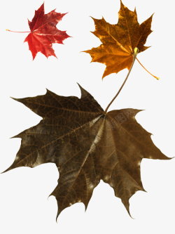 红色梧桐叶梧桐叶高清图片