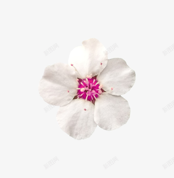 白花png免抠素材_88icon https://88icon.com 五叶子花瓣 白花 白花瓣