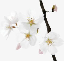 白色小花树叶景观素材