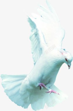 白色和平鸽白鸽子动物素材
