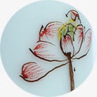 粉色手绘花朵陶瓷装饰素材