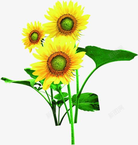 黄色向日葵田野花朵png免抠素材_88icon https://88icon.com 向日葵 田野 花朵 黄色