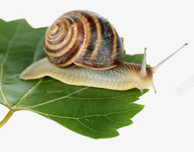 叶子上的蜗牛png免抠素材_88icon https://88icon.com 动物 树叶 药材