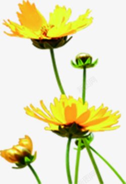 黄色小花花苞装饰素材