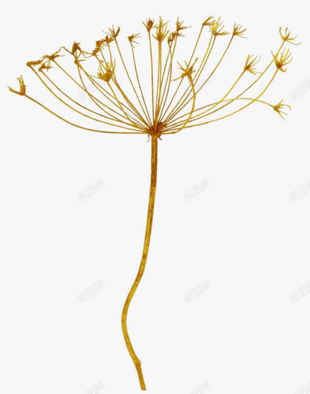吹过的蒲公英png免抠素材_88icon https://88icon.com 吹过 蒲公英
