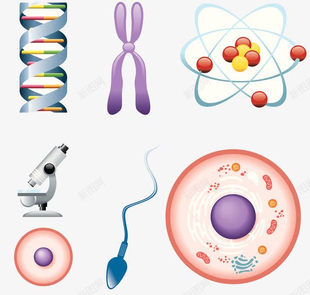 一组生物学图案png免抠素材_88icon https://88icon.com 受精卵 显微镜 染色体 精子