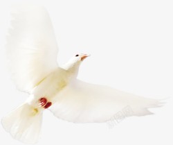 一只海鸥白色素材
