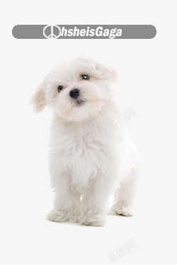 白色小狗狗素材