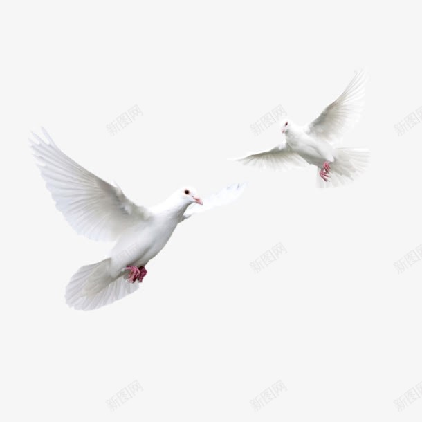 两只白色鸽子和平鸽png免抠素材_88icon https://88icon.com 两只 和平鸽 白色 鸽子