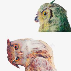 猫头鹰不同角度彩绘头像素材