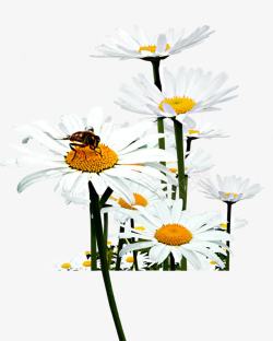 夏日海报植物白色花朵素材