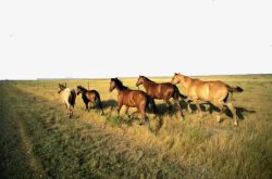 草原上的马群草原上的马群高清图片