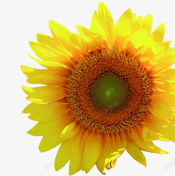 黄色向日葵花朵美景png免抠素材_88icon https://88icon.com 向日葵 美景 花朵 黄色