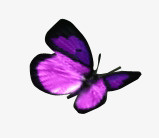 浅紫色蝴蝶素材