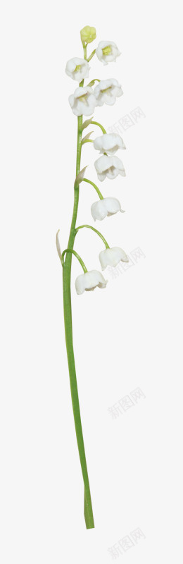 一株白色花png免抠素材_88icon https://88icon.com 白色 白色花朵 花卉 花朵