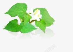 手绘绿色植物白色小花素材