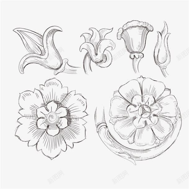 花卉素描png免抠素材_88icon https://88icon.com 手绘 植物 素描 花卉 花朵 铅笔画