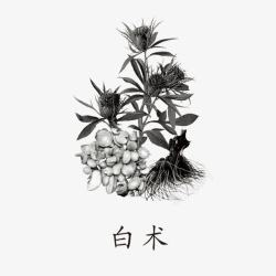 卡通白术素材