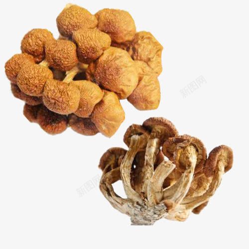 菇类食品png免抠素材_88icon https://88icon.com 个体小 滑子菇 珍稀品种 黄褐色