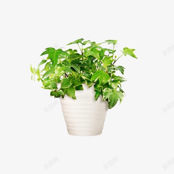 盆景花卉png免抠素材_88icon https://88icon.com 植物 素材 花卉