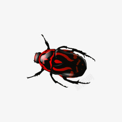红黑甲虫素材