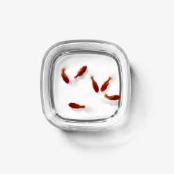鱼缸红色小鱼素材