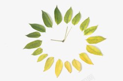 叶子时钟图素材