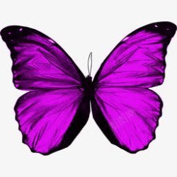 紫色蝴蝶装饰素材