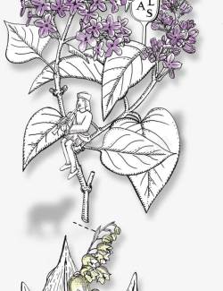 花纹卡通白色紫色树叶花朵效果素材