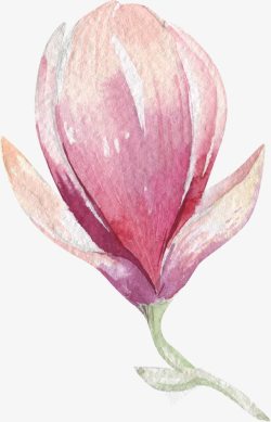 兰花花苞素材