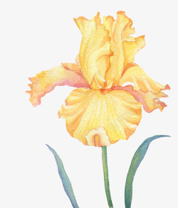 手绘水彩黄色花朵素材